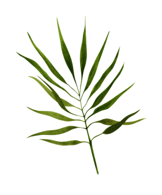 Tayland masajı için aksesuarlar. Çiçeklerin, şişelerin, banyo havlularının aromaterapi tasarımı için beyaz izole edilmiş arka planda el çizimi. Rahatlama doğa çizim klibi sanat eseri illüstrasyonuName