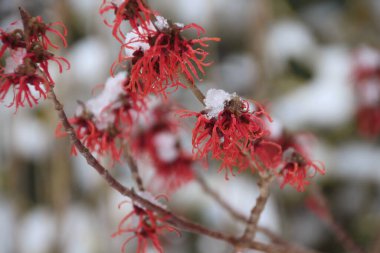 Roter Zaubernuss (Strauch) in Winter 