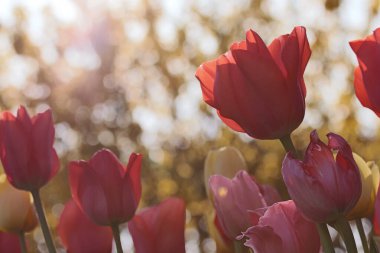 Echte Tulpen aus Amsterdam