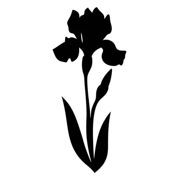 Beyaz yapraklı ve tomurcuklu bir İris çiçeğinin zarif siyah silueti.