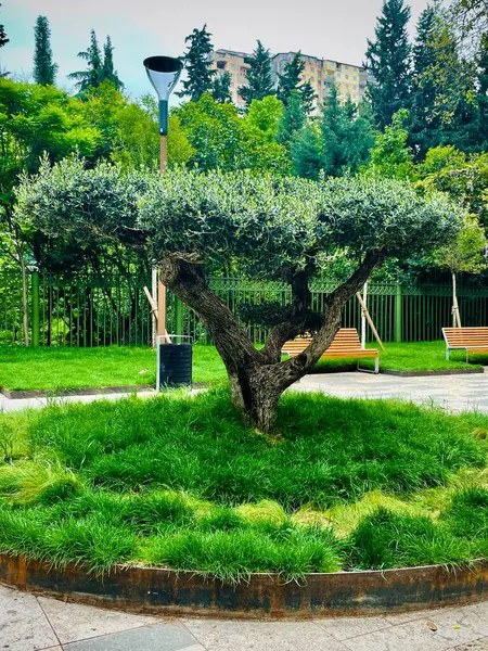 Peyzaj tasarımı. Başkentin merkezinde güzel bir zeytin ağacı. Yüksek kalite fotoğraf