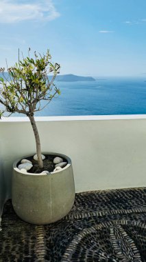 Fira, Santorini 'deki siyah çakıl balkonunda, çimento saksıları içinde küçük zeytin ağaçları. Yüksek kalite fotoğraf