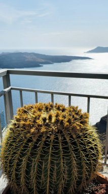 Başkent Santorini 'nin balkonunda muhteşem deniz manzaralı devasa bir kaktüs. Yüksek kalite fotoğraf