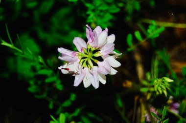 Karanlık Arkaplanda Acacia Çiçeği. Yüksek kalite fotoğraf