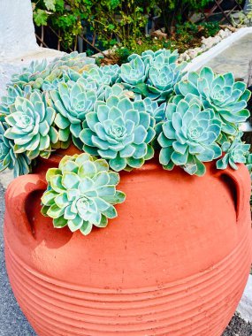 Büyük bir Yunan tarzı kil amfora saksısında yemyeşil bir echeveria. Yüksek kalite fotoğraf