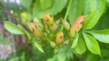 Bignoniaceae ailesinden büyüleyici bir kampüs çiçeğinin tomurcuklarını keşfeden karıncalar. Yüksek kalite 4k görüntü