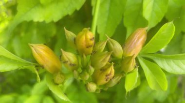 Bignoniaceae ailesinden büyüleyici bir kampüs çiçeğinin tomurcuklarını keşfeden karıncalar. Yüksek kalite 4k görüntü