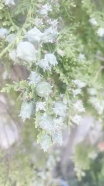 Cupressaceae ailesinden düz yapraklı selvi ağacı konileri. Yüksek kalite 4k görüntü