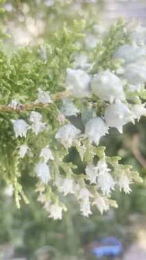 Cupressaceae ailesinden düz yapraklı selvi ağacı konileri. Yüksek kalite 4k görüntü