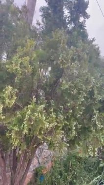 Evergreen Platycladus ağacı güçlü rüzgar rüzgarları altında bükülüyor. Yüksek kalite 4k görüntü