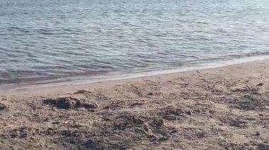 Girit 'teki Elafonissi Sahili' nde pembe kum ve temiz su ile gerçeklik beklentilere karşı. Yüksek kalite 4k görüntü