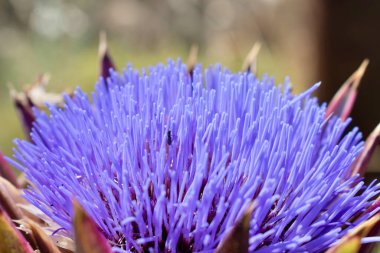 Girit, Yunanistan 'da güneşli bir günde enginar tam çiçekleniyor. Yüksek kalite fotoğraf
