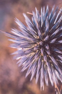 Girit 'in kurak bitkilerinde Echinops çiçeği Asteraceae. Dikenli yaprakları vardır ve mavi ya da beyaz küresel çiçek başları üretirler. Dünya devedikenleri buğday bitkilerine ev sahipliği yapar. Yüksek kalite fotoğraf