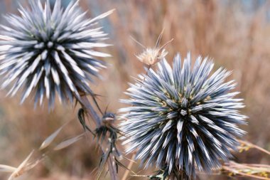 Girit 'in kurak bitkilerinde Echinops çiçeği Asteraceae. Dikenli yaprakları vardır ve mavi ya da beyaz küresel çiçek başları üretirler. Dünya devedikenleri buğday bitkilerine ev sahipliği yapar. Yüksek kalite fotoğraf