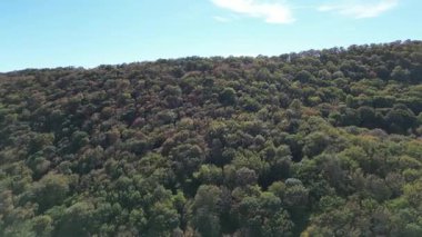 Yoğun renkli sonbahar ormanlarında insansız hava aracı uçuşu. Yüksek kalite 4k görüntü