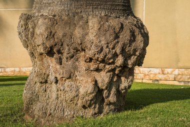 Üste yeşil çimenlik zemine karşı düz olmayan bir palmiye gövdesi var. Yüksek kalite fotoğraf