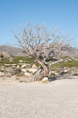 Kırsal Yunanistan 'daki Dokulu Yaşlı Ağaç - Kuru Ahşap ve Doğal Akdeniz Manzarası. Yüksek kalite fotoğraf