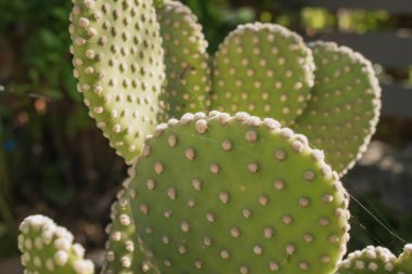 Opuntia mikrodasys kaktüsü. Yakın plan. Tavşan kulağı ve ince dikenler gibi. Yüksek kalite fotoğraf