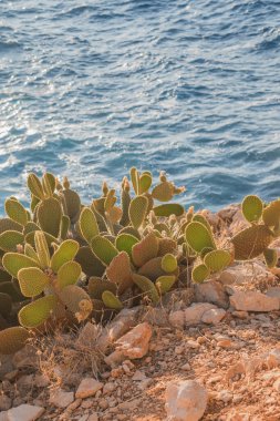 Kaktüs Opuntia mikrodasyleri mavi denize ve kayalıklara karşı. Yüksek kalite fotoğraf