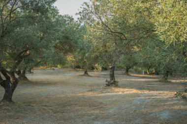 Yazın Girit 'te zeytin tarlası. Ağaçlarda yeşil zeytinler, kuru gri toprak ve kavrulmuş çimenler. Yağmursuz birkaç ay. Yüksek kalite fotoğraf