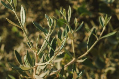 Güneş ışığında zeytin dalları birbirine yakın. Akdeniz 'in bir sembolü. Yüksek kalite fotoğraf