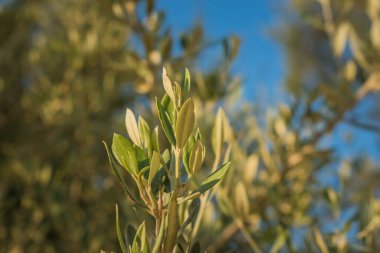 Güneş ışığında zeytin dalları birbirine yakın. Akdeniz 'in bir sembolü. Yüksek kalite fotoğraf