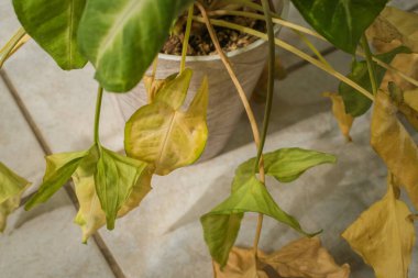 Sengonyum podophyllum, sahibi tatildeyken susuzluktan kuruyor. Yüksek kalite fotoğraf