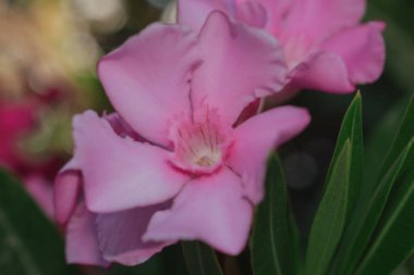 Oleander çiçeği, Akdeniz bitkisinin bir sembolü. Yüksek kalite fotoğraf