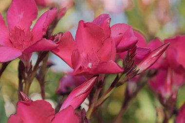 Oleander çiçekleri, Akdeniz 'de yaygın olan zehirli ama güzel bir bitki. Yüksek kalite fotoğraf
