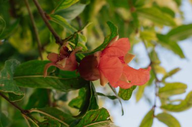 Nar ağacında meyveli nar çiçeği, popüler Akdeniz meyvesi. Yüksek kalite fotoğraf