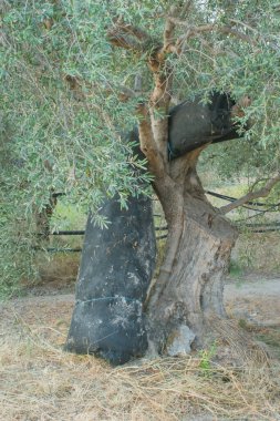 Yunanistan 'ın Girit kentindeki zeytin ağacının yanında toplanmış ve depolanmış siyah zeytin ağları. Yüksek kalite fotoğraf