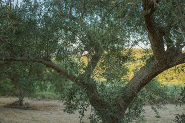 Kurak mevsimde Girit 'te yayılan zeytin ağaçları, yağmur yağmadığı için hafif kuru toprak. Yüksek kalite fotoğraf
