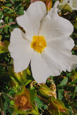Sarı merkezli beyaz çiçek, siistus ya da rockrose olarak da bilinir. Yüksek kalite fotoğraf
