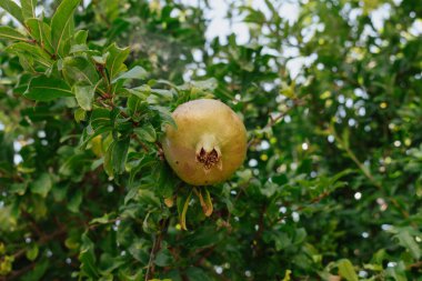 Büyüme ve olgunlaşma döneminde Girit nar ağaçta olur. Yüksek kalite fotoğraf
