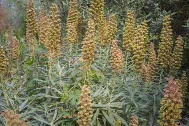Dağlık bölgelerde yetişen küçük çiçekli ya da paslı yüksükotu Digitalis Ferruginea. Yüksek kalite fotoğraf