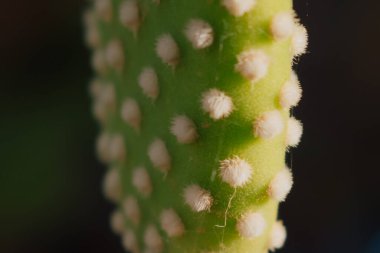 Büyük kümeler halinde büyüyen Opuntia mikrodasys kaktüsleri. Yüksek kalite fotoğraf