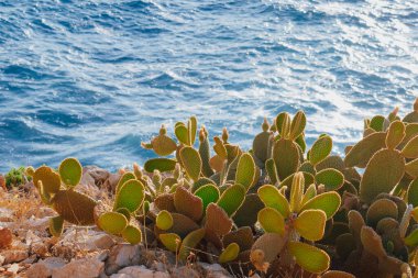 Hindistan incir opuntia kaktüsü kayalık bir uçurumda, arka planda mavi deniz, kurak Akdeniz ikliminde. Yüksek kalite fotoğraf