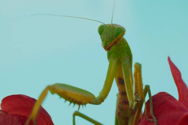 Yeşil Avrupalı peygamber devesi kırmızı bir çiçeğin arka planında poz veriyor ve gülümsüyor. İyi kalite fotoğraf