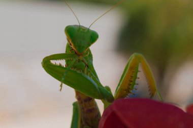 Yeşil Avrupalı peygamber devesi kendini temizleyip kedi gibi öpüşüyor. İyi kalite fotoğraf