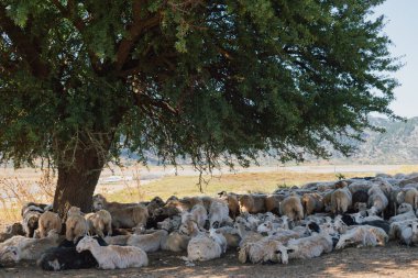 Koyun sürüsü, yaz sıcağında bir ağacın gölgesinde dinleniyor.