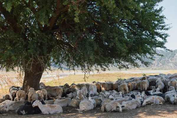 Koyun sürüsü, yaz sıcağında bir ağacın gölgesinde dinleniyor.