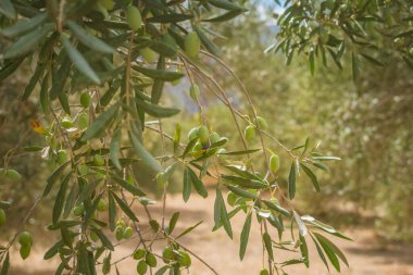 Yunan güneş ışınlarında küçük yeşil zeytinli zeytin dalı, Akdeniz florasına yakın çekim, mevsimsel olgunlaşma meyveleri ve kırsal tarım sahnesi.