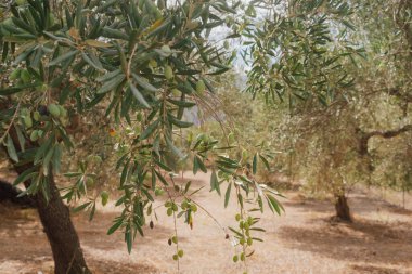 Hasattan önce olgunlaşan zeytin ağaçlarıyla dolu Girit tarlaları, yeşillik, geleneksel tarım ve kırsal yaşam tarzıyla otantik Akdeniz kırsalları.