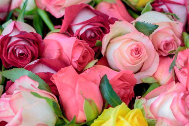 Taze gül arka planı, bir sürü renk özellikleri.