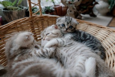 Güzel İskoç kedi yavrusu sepette oynar