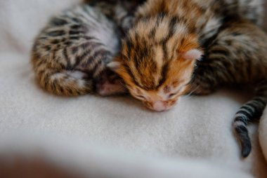 Çok küçük Bengal kedileri birlikte uyurlar.