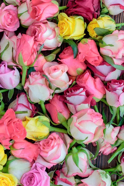 Fresh Roses Background Lot Vatiety Colors — Stock Photo, Image