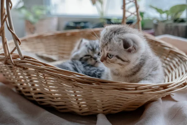 Lovely Grey Scottish Fold Kittens Playing Basket — Stock Photo, Image