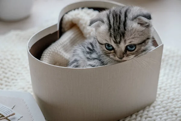 Pretty Grey Scottish Fold Kitten Sitting Gift Box — Stock Photo, Image