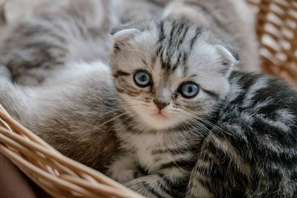 Güzel Skoç Kedi Yavrusu Sepette Oynar — Stok fotoğraf